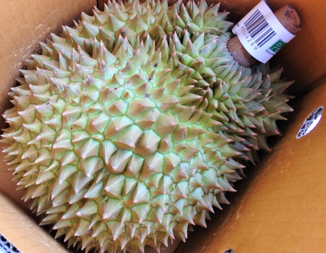 超特大ドリアン