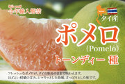 ポメロ　約4.0Kg（4個～6個）