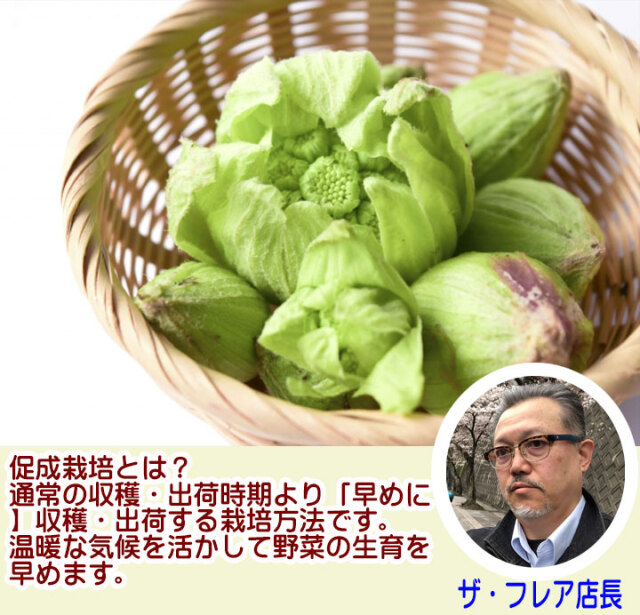 山菜ふきのとう