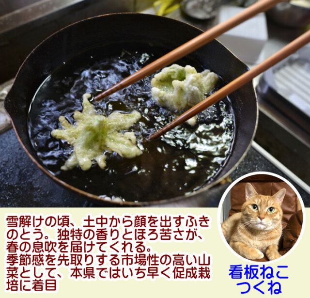 山菜ふきのとう