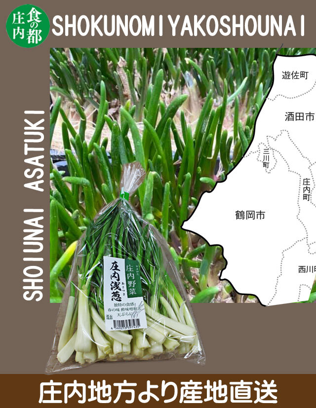 山菜 アサツキ 160g×5袋 山形県庄内産 産地直送 浅葱 あさつき 在来