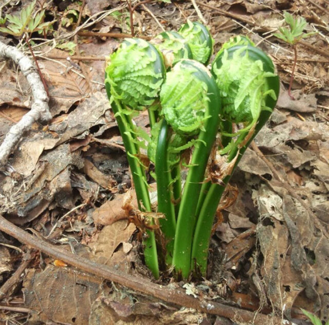 山菜