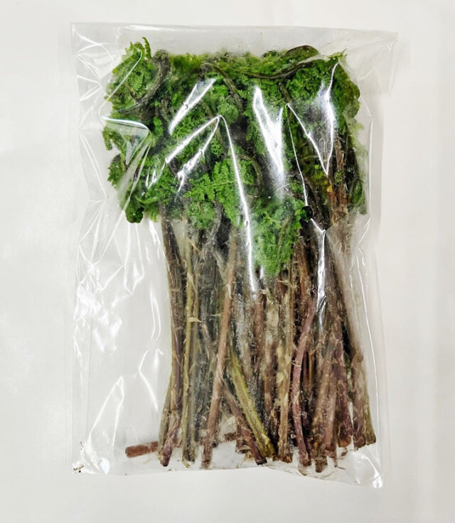 天然 山菜 赤こごみ 100g冷蔵 山形県庄内地方 赤コゴミ 春 山菜