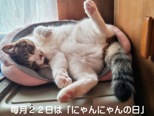 にゃんにゃんの日 ねこの日 ニャンニャンBOX(抹茶フィナンシェ×1
