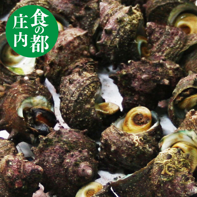 サザエ