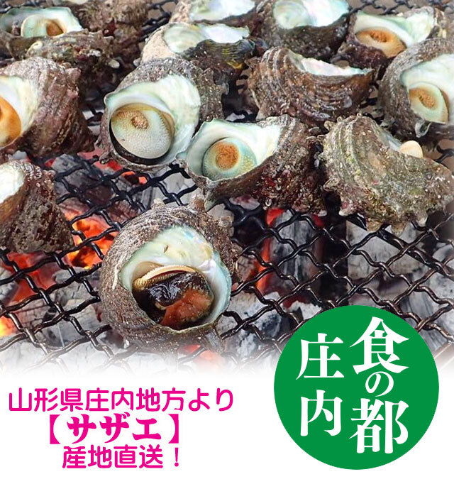 サザエ