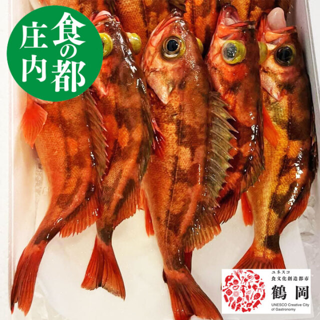 鮮魚