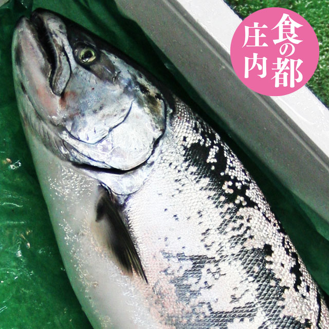 鮮魚