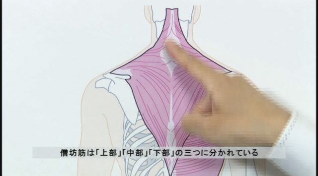 これだけは押さえておきたい 解剖生理学講座DVD　セラピスト必見 すぐに使える！ これだけは押さえておきたい 解剖生理学講座