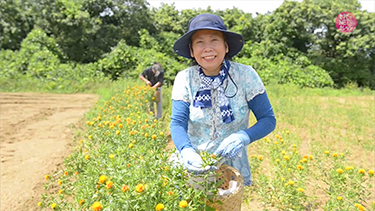 由井寅子「ZENホメオパシーとフィトセラピー 体・心・魂を癒す植物の力」