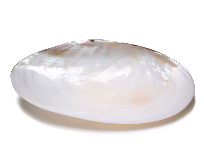 特価!浄化に水のエレメント★ビッグピュアシェル 浄化用貝皿    【天然石・パワーストーン】