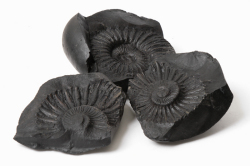 限定入荷!特大!高ランク★ネパール ヒマラヤ産★サリグラム　アンモナイト 5　