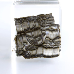 限定!アリゾナ・ピーターサイト（シルキーサーペンティン）のスライス　 　No2  　45×43mm