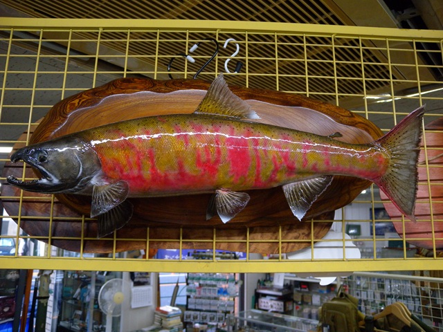 『魚の剥製』　【サクラマス（桜鱒）54cm 板付き】　・送料 ： 全国一律 ￥3,000（税込）