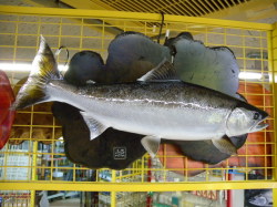 魚の剥製　サクラマス47cm