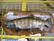魚の剥製