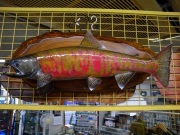『魚の剥製』　【サクラマス（桜鱒）54cm 板付き】　・送料 ： 全国一律 ￥3,000（税込）
