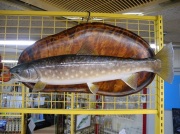 魚の剥製　アメマス54ｃｍ