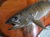 イワナ剥製34ｃｍ