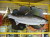 魚の剥製　サクラマス47cm