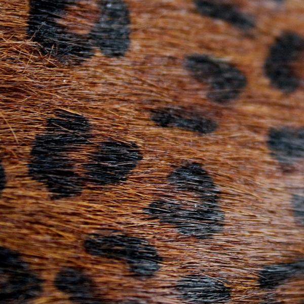 正規取扱店 George Cox(ジョージコックス) 8961 VIソール KID LEOPRD キッドレオパード