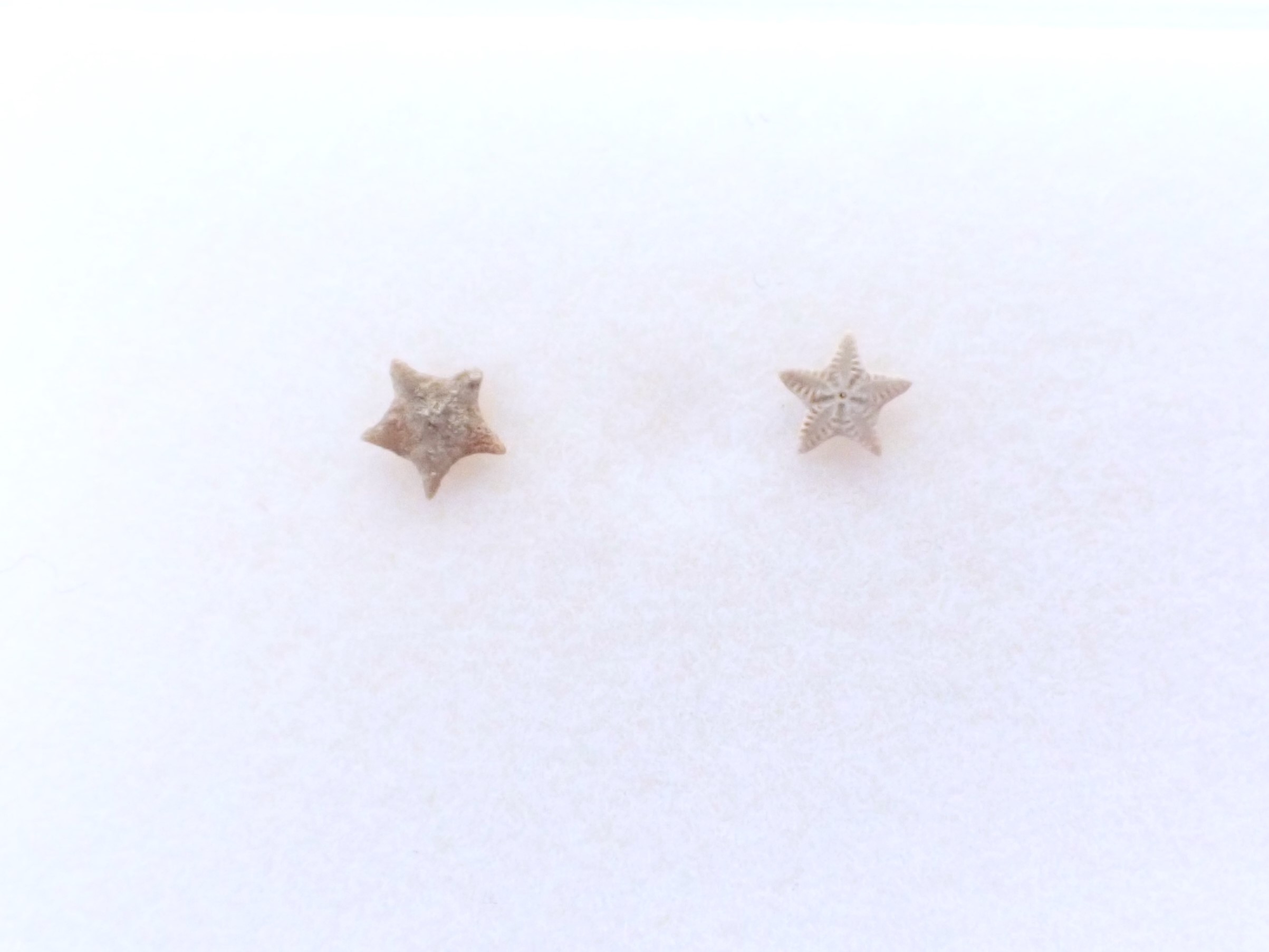 ペトリファイドクリノイド