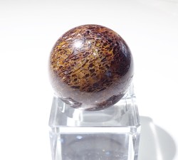 ダイナソーボーン