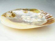 ZI0001　【再入荷】　☆人気商品☆　パールシェル香皿　【さざれ用のお皿としてもおすすめ】