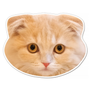 kmag　ケーマグ　スコティッシュフォールド　マグネット　ステッカー　実物大？　猫　顔型