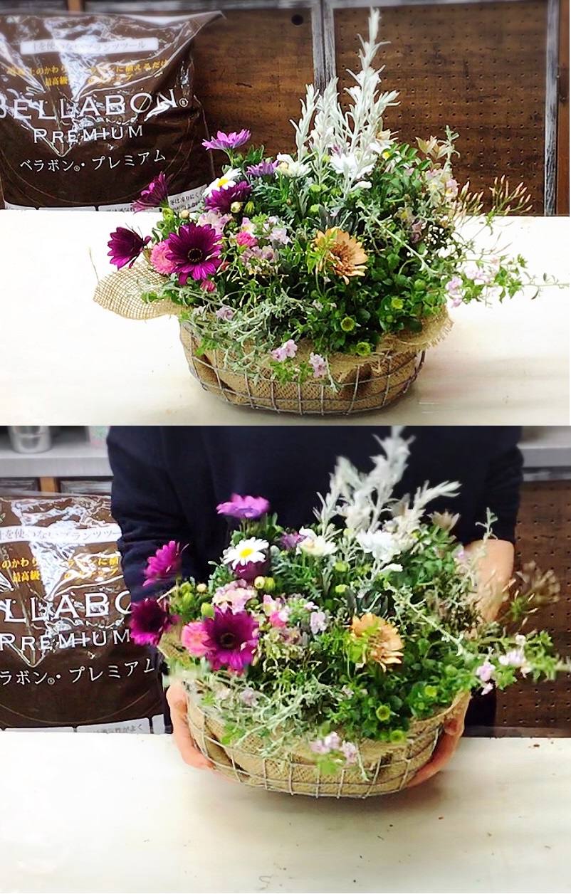 バスケット　季節の寄せ植えプランツギャザリング8000(要予約商品)