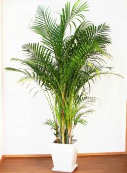 アレカヤシ (お取り寄せ商品)