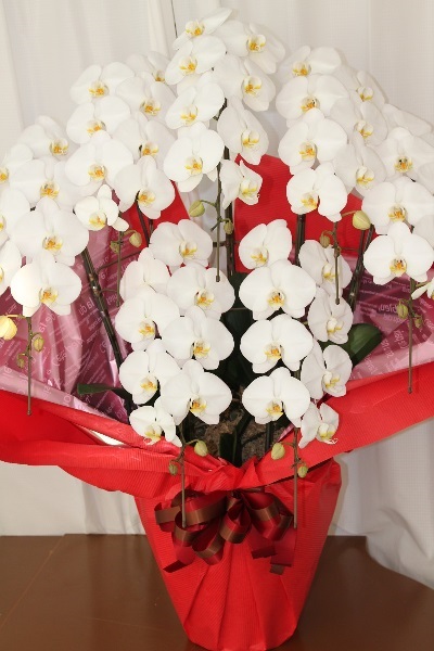 胡蝶蘭 白 7連 特大 (お取り寄せ商品)