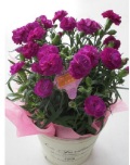 パープル　カーネーション　鉢植え バルーン付き