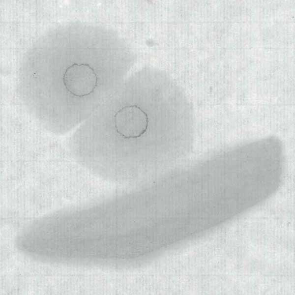 手漉き画仙紙千鳥