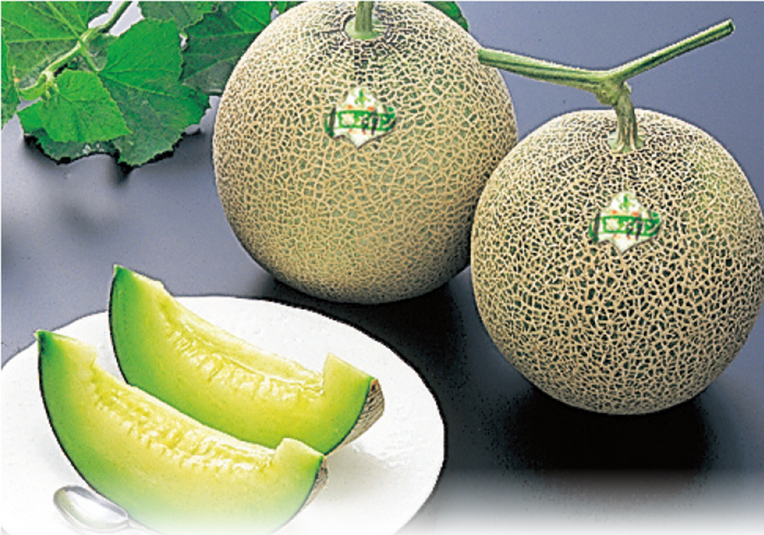 ＪＡきたそらち　暑寒メロン秀品　２玉入（１玉／約１．６ｋｇ）　【０３９】