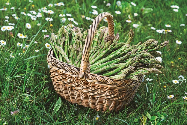 【早期割引】【ハウス栽培】＜ＪＡふらの＞ハウス栽培グリーンアスパラガス　約８００ｇ　（２Ｌサイズ）　【０１２】