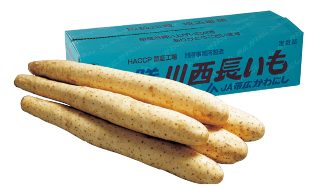 ＪＡ帯広かわにし　洗い長芋（新物）　【２１０】