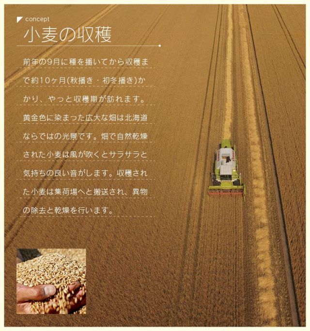 パン工房ひかりコンセプト04　小麦の収穫