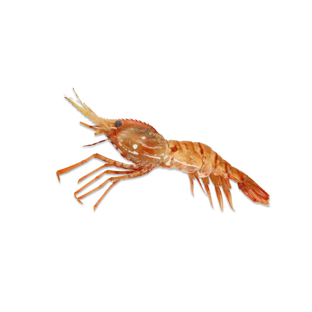 ボタンえび一尾