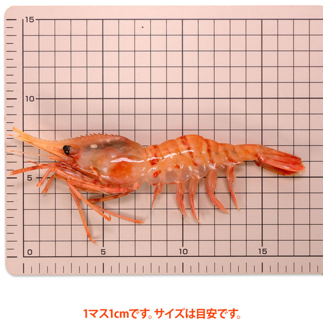 ぼたんえび500g サイズ