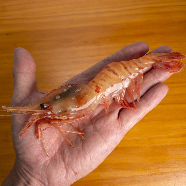 ぼたんえび500g手のひら