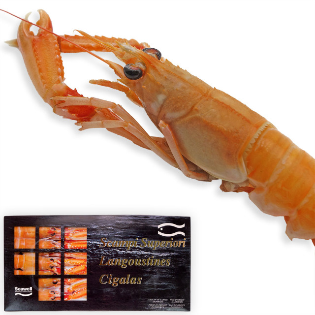 ヨーロピアンスカンピ