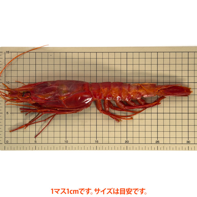 カラビネーロ サイズ