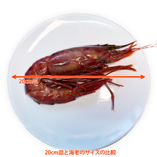 カラビネーロ 20cm皿との比較