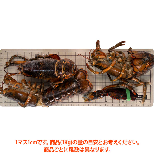 スープ／出汁用オマール海老サイズ