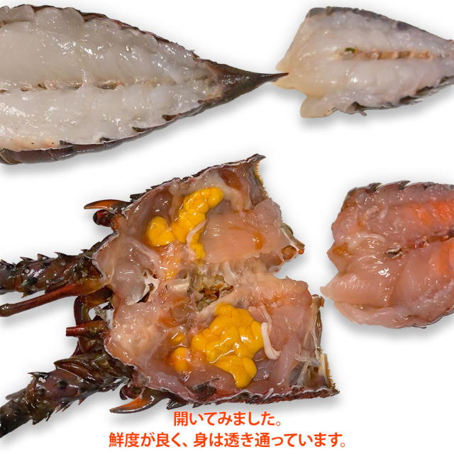 スープ／出汁用国産伊勢海老身肉