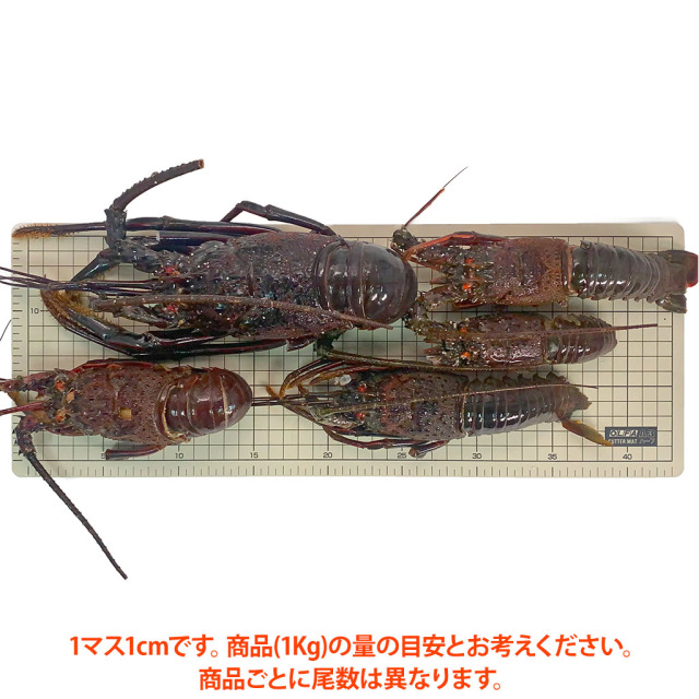 スープ／出汁用国産伊勢海老サイズ