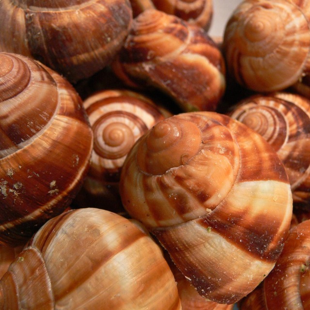 殻付きエスカルゴ裏面