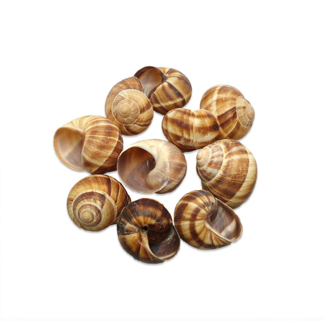 エスカルゴ殻バライメージ