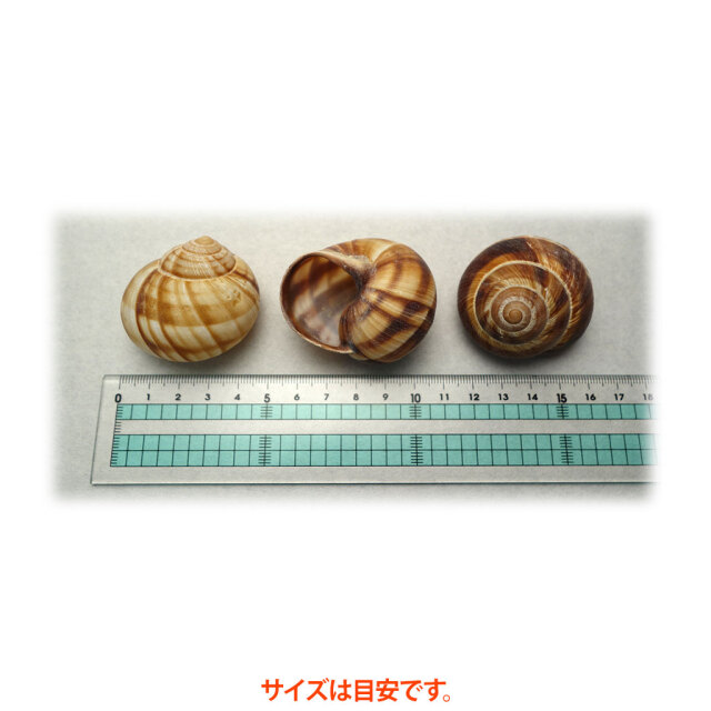 エスカルゴ殻サイズ